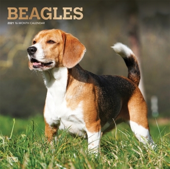 Beagles 2021 Square Foil Calendar