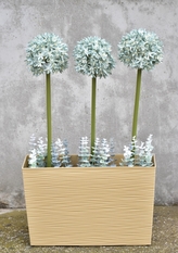 Česnek mátový 90 cm