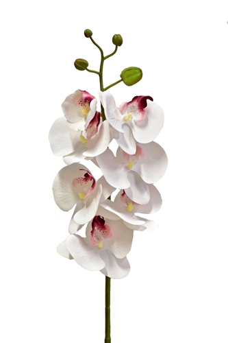 Orchidej Phalaenopsis 74 cm, 7 květů, bílo-růžová