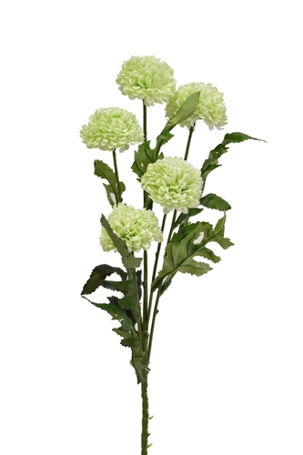 Tagetes 67 cm, zelený