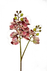 Phalaenopsis 60 cm, bordó