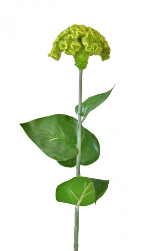 Celosia zelená 64 cm