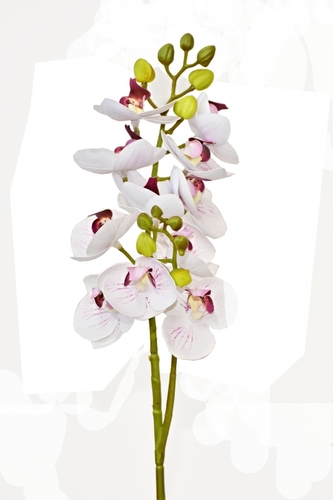 Phalaenopsis 60 cm, růžový