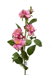 Čajová růže 80 cm, tmavě růžová