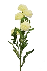 Tagetes 67 cm, krémový