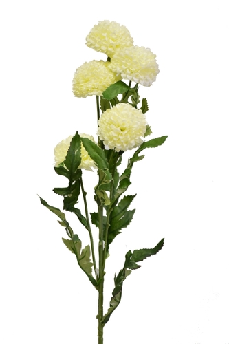 Tagetes 67 cm, krémový