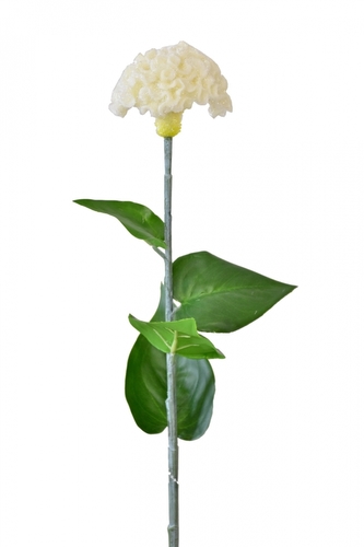 Celosia bílá 64 cm