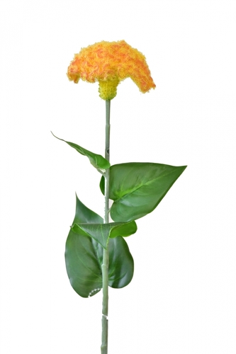 Celosia lososová 64 cm