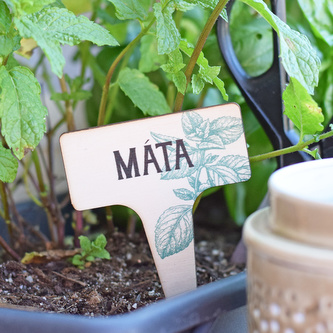 Zápich na bylinky - Máta