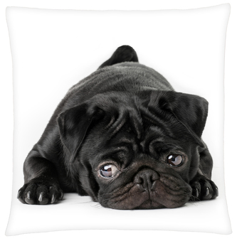 Polštář s motivem psa 24 mopsík, Mybesthome 40x40 cm