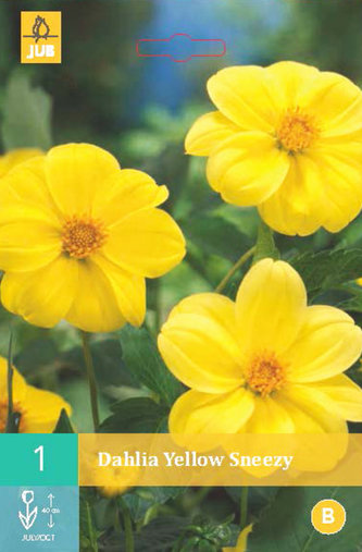 Karta - Jiřina YELLOW SNEEZY (1 hlíza) "B"