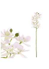 Orchidea drobnokvětá, bílá barva.