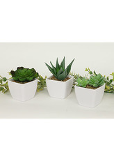 Sukulent v plastovém obalu. Květina umělá.