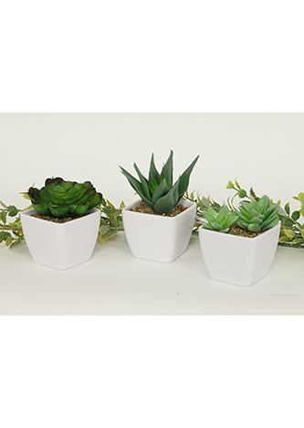 Sukulent v plastovém obalu. Květina umělá.