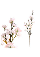 Třešeň větev, krémová barva.