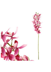 Orchidea drobnokvětá, fialová barva.