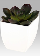 Sukulent v plastovém obalu. Květina umělá.