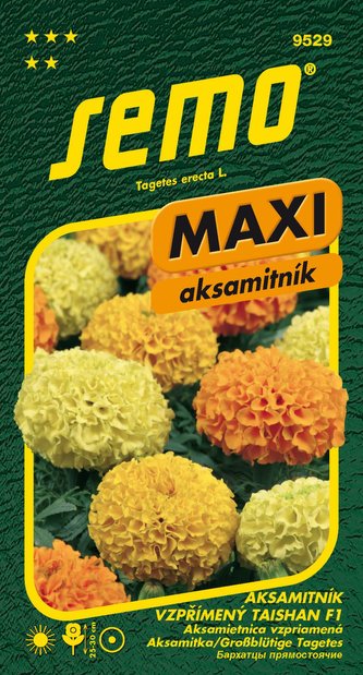 Aksamitník vzpřímený - Taishan F1 15s - série MAXI