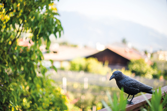 Plašič ptáků vrána 43 x 14 x v 24cm Stocker