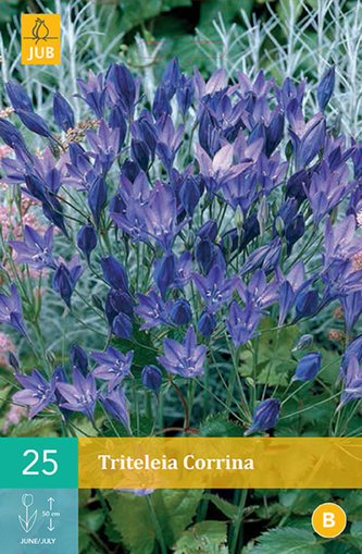 Karta - Triteleia CORRINA (25 cibulí) "A"