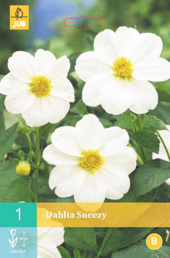 Karta - Jiřina SNEEZY (1 hlíza) "B"