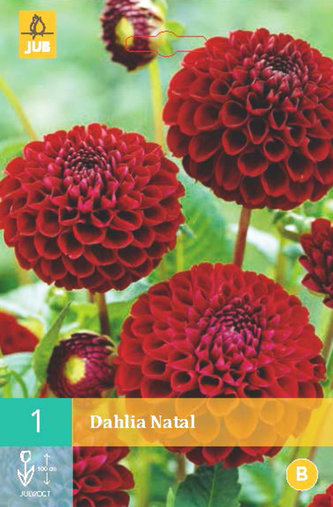 Karta - Jiřina NATAL (1 hlíza) "B"