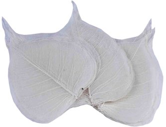 Dekorace - Kostra listu Pepal - bělená min 50 ks