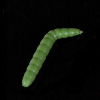 Gumová nástraha Baco Vzor DGR