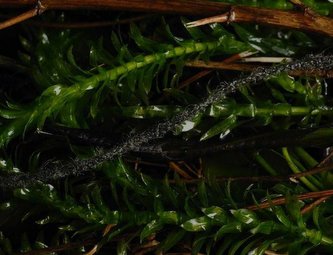 TB FC Supernatural antitangle tube Camo 2 m