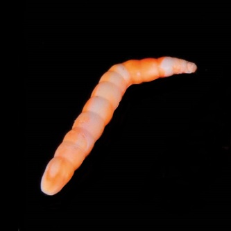 Gumová nástraha Baco Vzor WOR