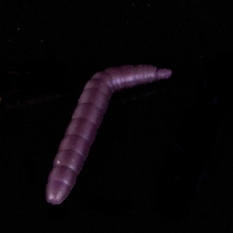 Gumová nástraha Baco Vzor V