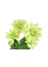 Chryzantéma, barva zelená. Květina umělá.