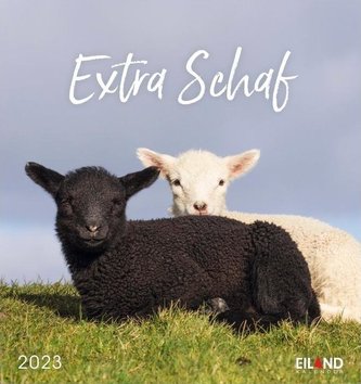 Extra Schaf Postkartenkalender 2023