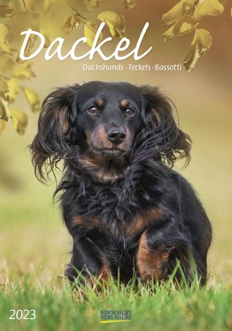 Dackel 2023