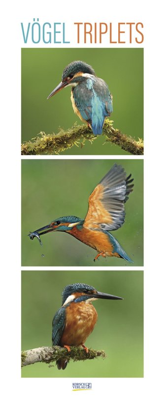 Vögel Triplets 2023