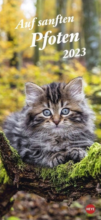 Katzen slim - Auf sanften Pfoten Kalender 2023