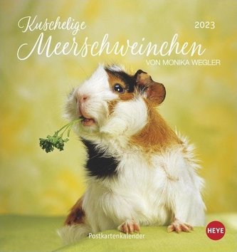 Kuschelige Meerschweinchen Postkartenkalender 2023