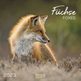 Füchse 2023