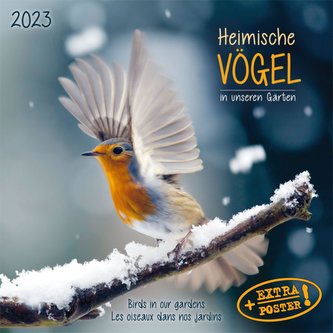 Heimische Vögel 2023