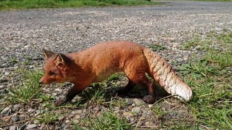 Liška polyston stojící menší 28cm