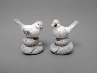 Ptáček bílý na kameni