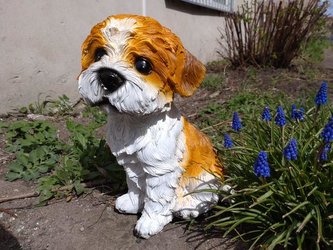 Shih-tzu hnědobílý polyston