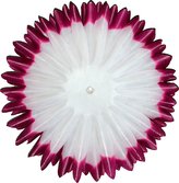 Jiřina jehlicovitá - voskované volné plátky - vínovobílé (600 ks)