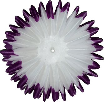 Jiřina jehlicovitá - voskované volné plátky - fialovobílé (600 ks)