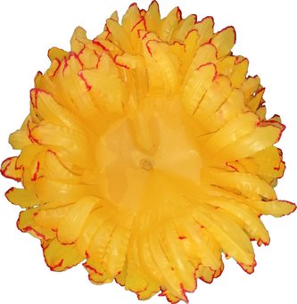 Chryzantéma - voskované volné plátky - žlutočervené (600 ks)