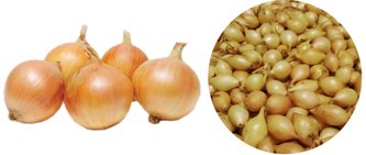 Sazečka - Shakespeare ozimá 450 g