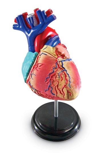 Anatomický model srdce