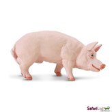 Kanec prasete domácího