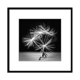 Obraz v rámu DANDELION 03 - 40x40 cm Styler