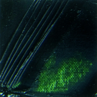 Olejová barva Pébéo XL 37ml – 17 sap green